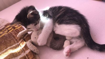 Katze und 2 Kitten(weiblich)