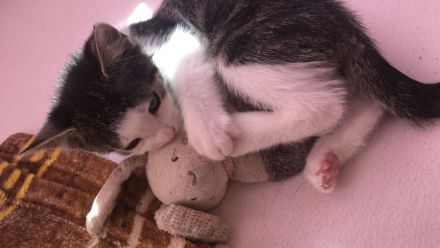 Katze und 2 Kitten(weiblich)