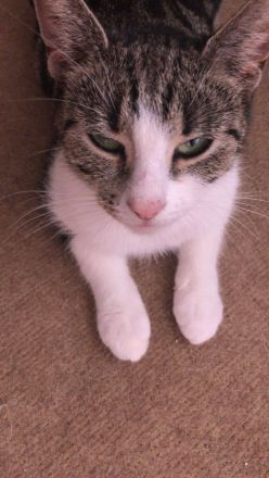 Katze und 2 Kitten(weiblich)