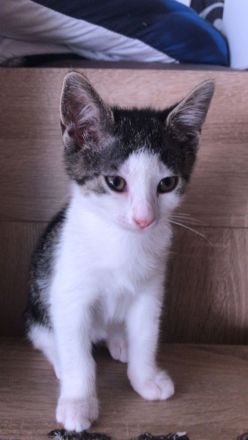 Katze und 2 Kitten(weiblich)