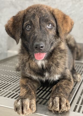 Kelly, geb. ca. 05/2024, lebt in GRIECHENLAND, auf einer privaten Pflegestelle