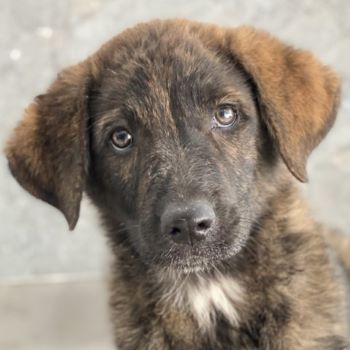 Kelly, geb. ca. 05/2024, lebt in GRIECHENLAND, auf einer privaten Pflegestelle