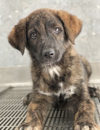 Kelly, geb. ca. 05/2024, lebt in GRIECHENLAND, auf einer privaten Pflegestelle