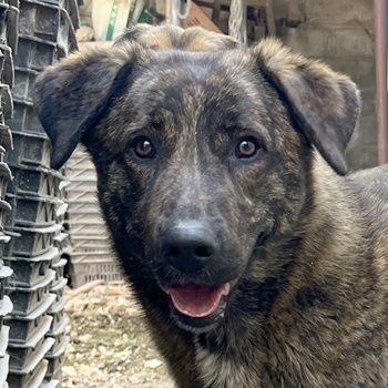 Kelly, geb. ca. 05/2024, lebt in GRIECHENLAND, auf einer privaten Pflegestelle