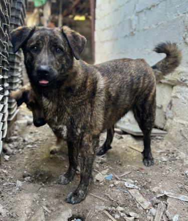 Kelly, geb. ca. 05/2024, lebt in GRIECHENLAND, auf einer privaten Pflegestelle