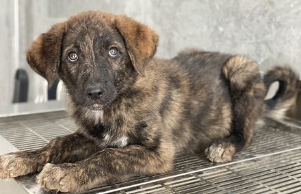 Kelly, geb. ca. 05/2024, lebt in GRIECHENLAND, auf einer privaten Pflegestelle