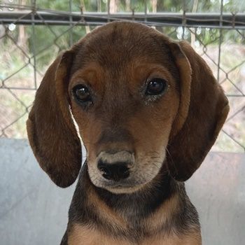 Judith, Daika, Darik, Diona, geb. ca. 04/2024, GRIECHENLAND, auf privater Plegestelle