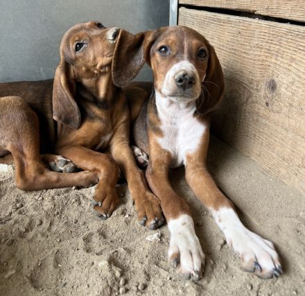 Judith, Daika, Darik, Diona, geb. ca. 04/2024, GRIECHENLAND, auf privater Plegestelle