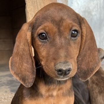 Judith, Daika, Darik, Diona, geb. ca. 04/2024, GRIECHENLAND, auf privater Plegestelle