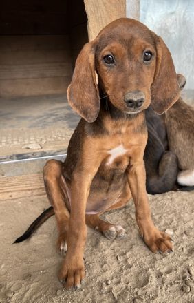 Judith, Daika, Darik, Diona, geb. ca. 04/2024, GRIECHENLAND, auf privater Plegestelle