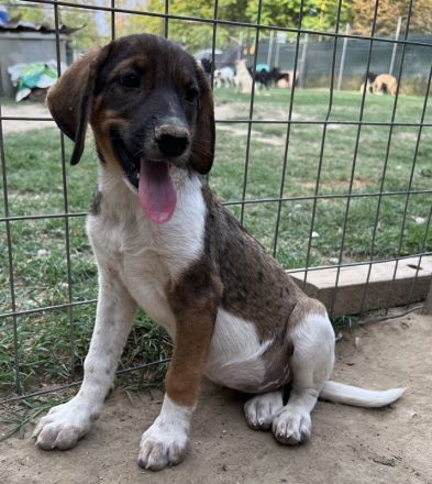 Judith, Daika, Darik, Diona, geb. ca. 04/2024, GRIECHENLAND, auf privater Plegestelle