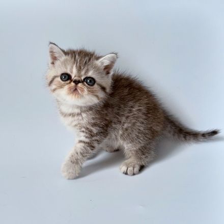 Goldiges Kitten: Exotic Shorthair Grace sucht ihr Für-immer-Zuhause