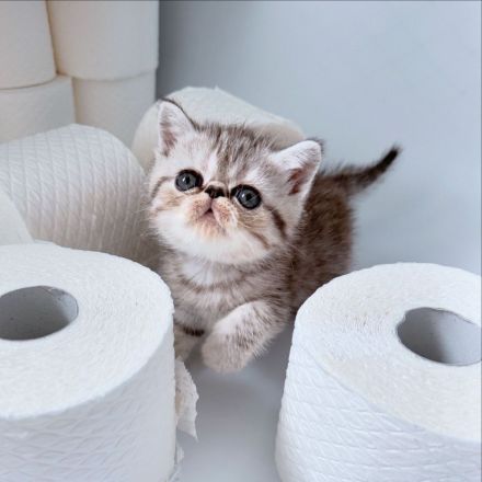 Goldiges Kitten: Exotic Shorthair Grace sucht ihr Für-immer-Zuhause