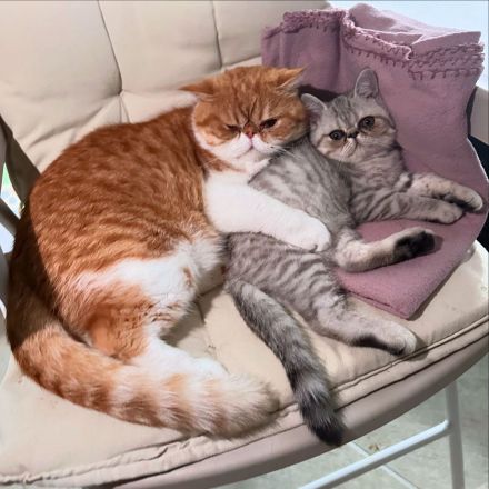 Goldiges Kitten: Exotic Shorthair Grace sucht ihr Für-immer-Zuhause