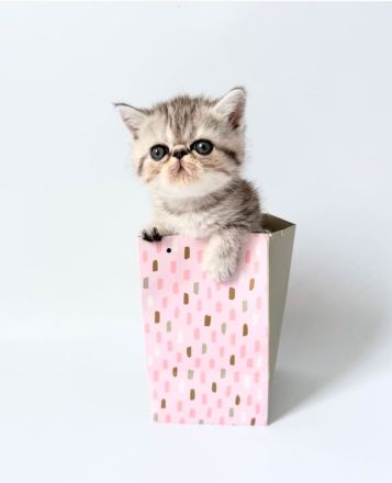 Goldiges Kitten: Exotic Shorthair Grace sucht ihr Für-immer-Zuhause