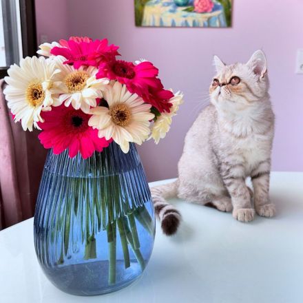 Goldiges Kitten: Exotic Shorthair Grace sucht ihr Für-immer-Zuhause