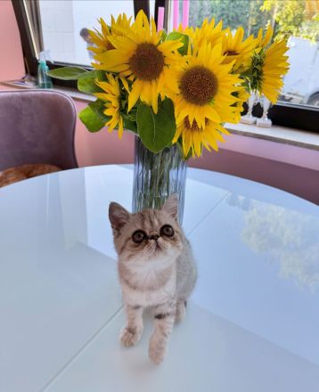 Goldiges Kitten: Exotic Shorthair Grace sucht ihr Für-immer-Zuhause