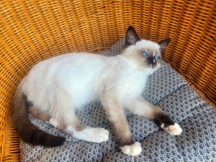 Reinrassiges Ragdollmädchen (Kitten, 13 Wochen alt) tiefblaue Augen, sanftes Wesen