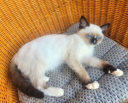 Reinrassiges Ragdollmädchen (Kitten, 13 Wochen alt) tiefblaue Augen, sanftes Wesen