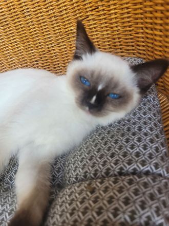 Reinrassiges Ragdollmädchen (Kitten, 13 Wochen alt) tiefblaue Augen, sanftes Wesen