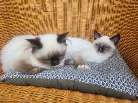 Reinrassiges Ragdollmädchen (Kitten, 13 Wochen alt) tiefblaue Augen, sanftes Wesen