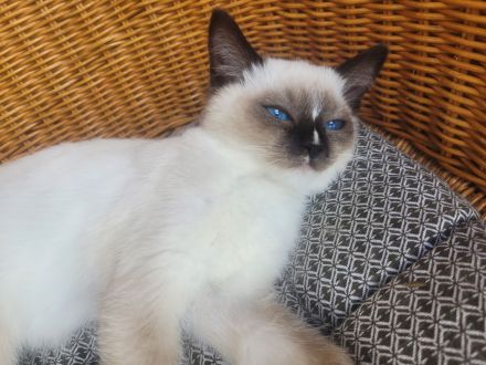 Reinrassiges Ragdollmädchen (Kitten, 13 Wochen alt) tiefblaue Augen, sanftes Wesen