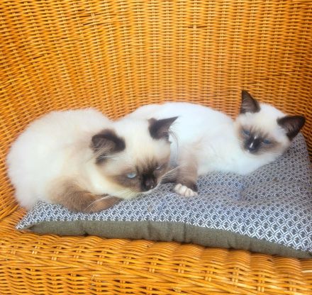 Reinrassiges Ragdollmädchen (Kitten, 13 Wochen alt) tiefblaue Augen, sanftes Wesen