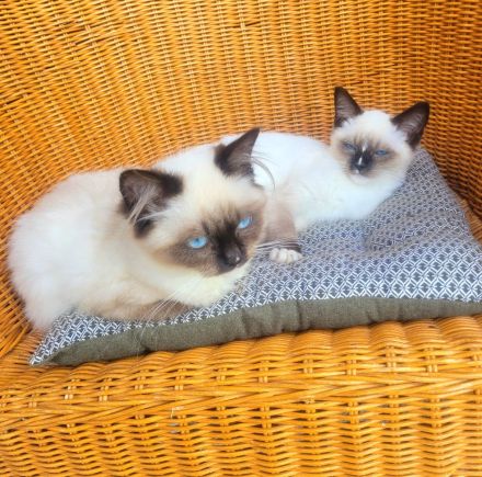 Reinrassiges Ragdollmädchen (Kitten, 13 Wochen alt) tiefblaue Augen, sanftes Wesen