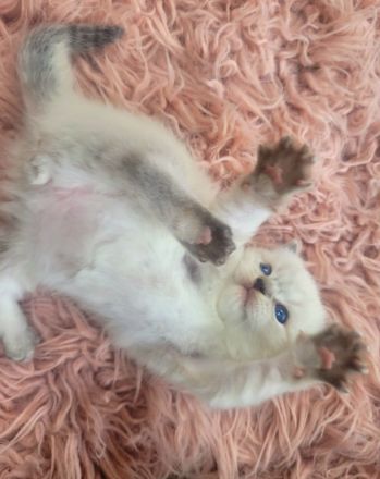 Reinrassige Ragdoll-Kitten (solid & lynx) wunderschön und außergewöhnlich, Kitten männlich und weibl