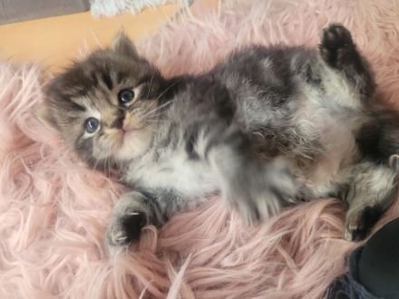 Reinrassige Ragdoll-Kitten (solid & lynx) wunderschön und außergewöhnlich, Kitten männlich und weibl