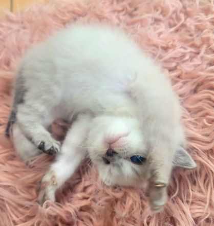 Reinrassige Ragdoll-Kitten (solid & lynx) wunderschön und außergewöhnlich, Kitten männlich und weibl