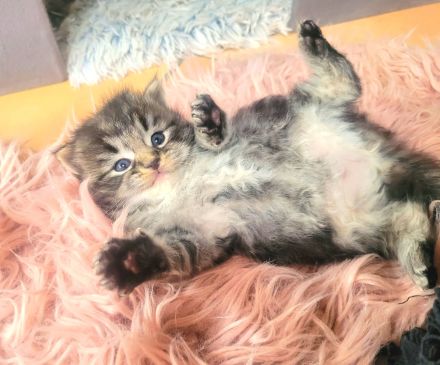 Reinrassige Ragdoll-Kitten (solid & lynx) wunderschön und außergewöhnlich, Kitten männlich und weibl