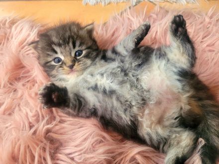 Reinrassige Ragdoll-Kitten (solid & lynx) wunderschön und außergewöhnlich, Kitten männlich und weibl