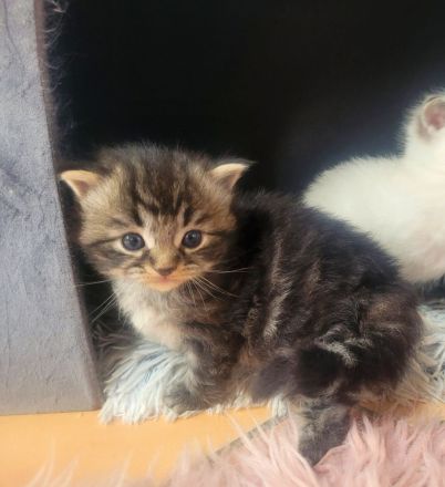 Reinrassige Ragdoll-Kitten (solid & lynx) wunderschön und außergewöhnlich, Kitten männlich und weibl