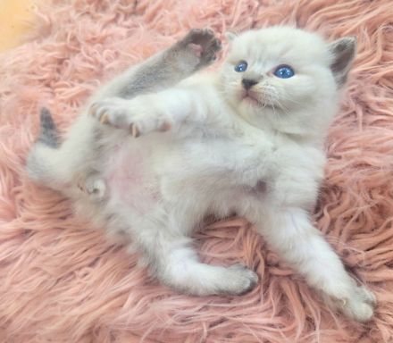 Reinrassige Ragdoll-Kitten (solid & lynx) wunderschön und außergewöhnlich, Kitten männlich und weibl