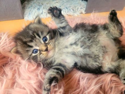 Reinrassige Ragdoll-Kitten (solid & lynx) wunderschön und außergewöhnlich, Kitten männlich und weibl