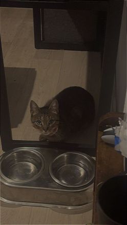 Jacky sucht DRINGEND liebevolles Zuhause!