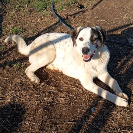 Junghund Jonas (männlich) derzeit noch in Griechenland / reserviert
