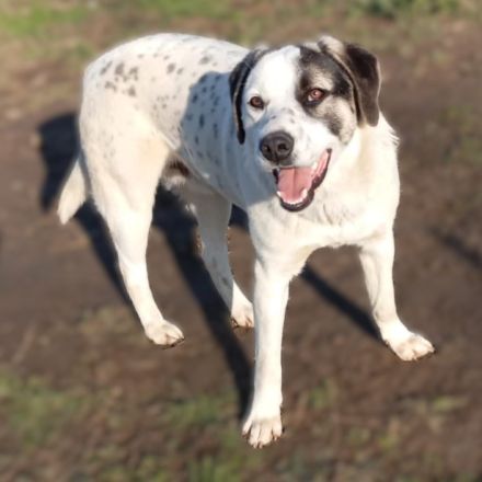 Junghund Jonas (männlich) derzeit noch in Griechenland / reserviert