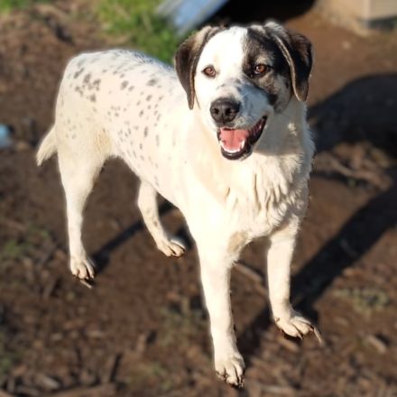 Junghund Jonas (männlich) derzeit noch in Griechenland / reserviert