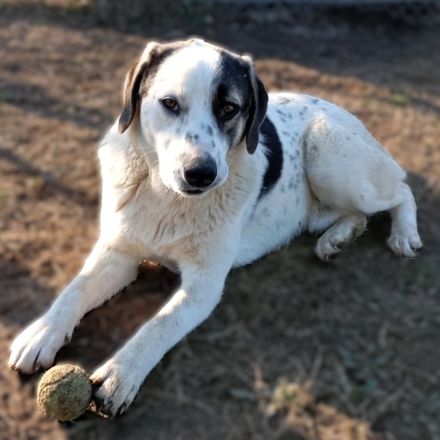 Junghund Jonas (männlich) derzeit noch in Griechenland / reserviert