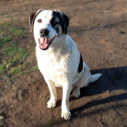 Junghund Jonas (männlich) derzeit noch in Griechenland / reserviert