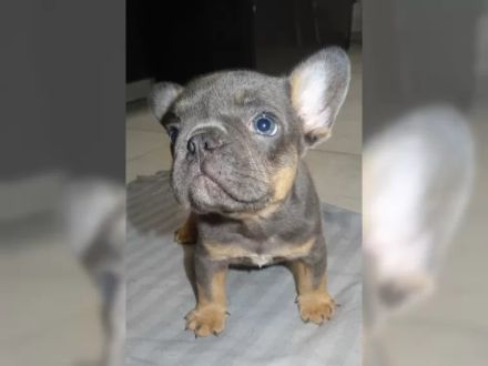 Französische Bulldoggen Welpen