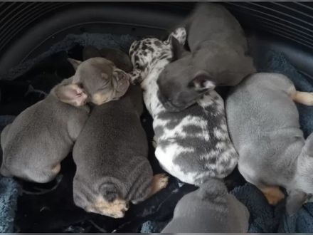 Französische Bulldoggen Welpen