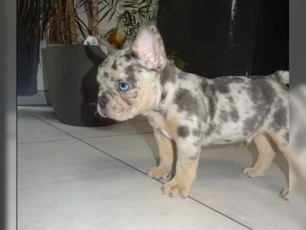 Französische Bulldoggen Welpen