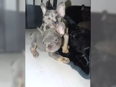 Französische Bulldoggen Welpen