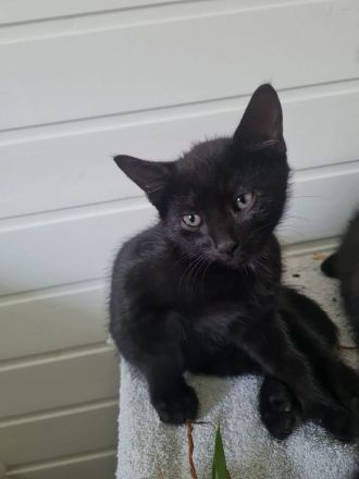 Absolute Schmusekater 12 w. Alt