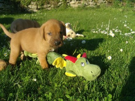 Broholmer Welpen - Domino sucht noch nach einer neuen Familie