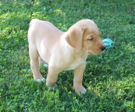 Broholmer Welpen - Domino sucht noch nach einer neuen Familie
