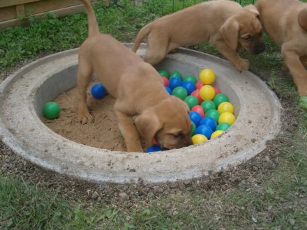 Broholmer Welpen - Domino sucht noch nach einer neuen Familie